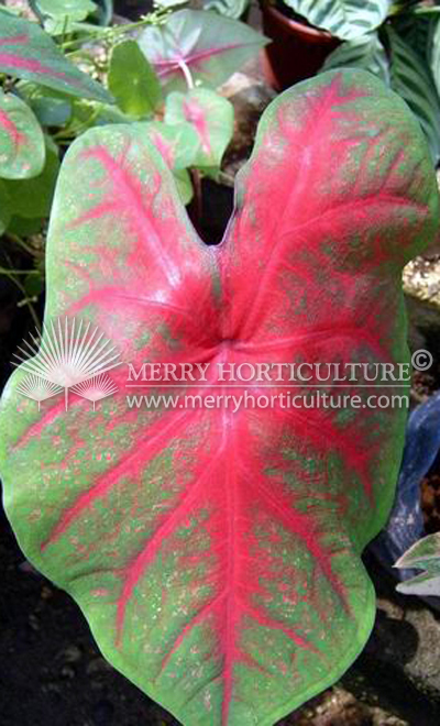 Caladium bicolor